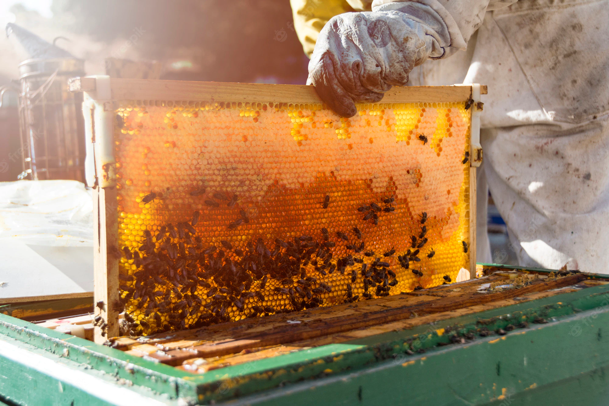 Read more about the article HONEY? YOU’VE GOT IT!- BEST RAW HONEY IN INDIA
