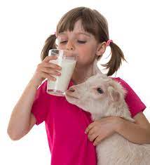 Read more about the article NUTRITIOUS GOAT MILK